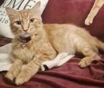 Nemo -  Domestic Medium Hair and Domestic Short Hair Cat for Adoption in River Ridge, Louisiana - Nemo | PetCurious