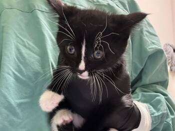 Domestic Short Hair Cats Available for Adoption in Pueblo, Colorado - SWISS ROLL | PetCurious