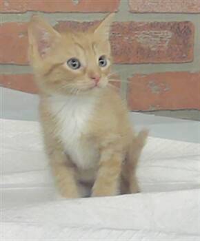 PEANUTS -  Domestic Short Hair Cat for Adoption in Houston, Texas - PEANUTS | PetCurious