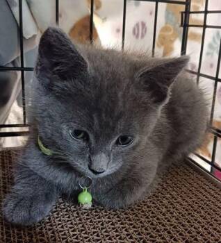 Grayson -  Domestic Short Hair Cat for Adoption in Rossville, Georgia - Grayson | PetCurious