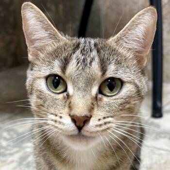 Matilda - Reduced Fee -  Domestic Short Hair Cat for Adoption in Jefferson, Wisconsin - Matilda - Reduced Fee | PetCurious