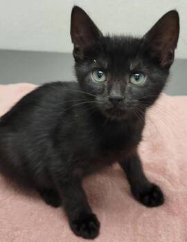 Donny -  Domestic Short Hair Cat for Adoption in Eugene, Oregon - Donny | PetCurious