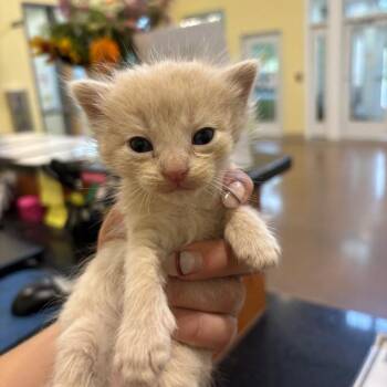 McNair -  Domestic Short Hair Cat for Adoption in Lynchburg, Virginia - McNair | PetCurious