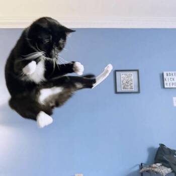 Rescue Domestic Short Hair Cats for Adoption in Yucca Valley, California - Carlton | PetCurious