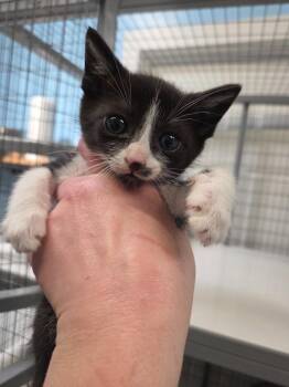 Domestic Short Hair Cats Available for Adoption in Gold Beach, Oregon - Atlantis | PetCurious