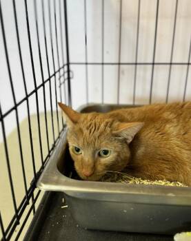 Rescue Domestic Short Hair Cats for Adoption in Chicago, Illinois - Sherbert | PetCurious