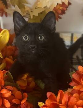 Rescue Domestic Short Hair Cats for Adoption in Stillwater, Oklahoma - (WM) 8/11/25 - Raven | PetCurious