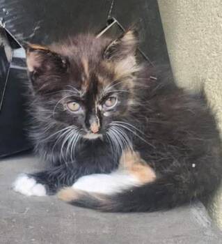 Calico and Maine Coon Cats Available for Adoption in New Braunfels, Texas - Trixie | PetCurious