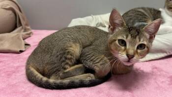 Pinkie Pie -  Domestic Short Hair Cat for Adoption in Hudson, New Hampshire - Pinkie Pie | PetCurious