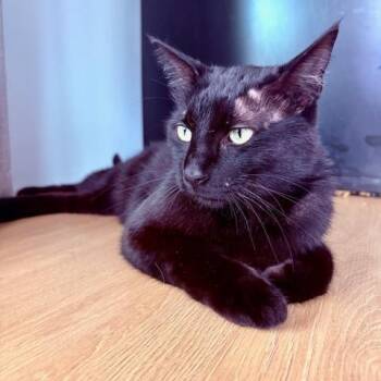 Domestic Short Hair Cats Available for Adoption in Leander, Texas - James | PetCurious