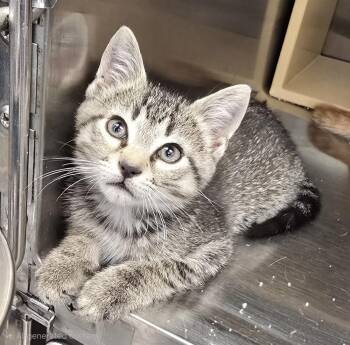 Domestic Short Hair Cats Available for Adoption in Ruskin, Florida - Crumble Cake | PetCurious