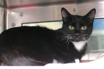 Domestic Short Hair Cats Available for Adoption in Charlotte, North Carolina - A1261762 | PetCurious
