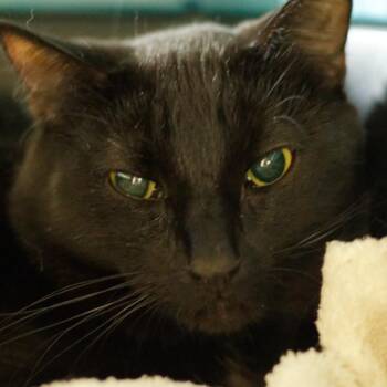 Darwin -  Domestic Short Hair Cat for Adoption in Hot Springs, Arkansas - Darwin | PetCurious