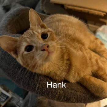 Hank -  Domestic Short Hair Cat for Adoption in Plumerville, Arkansas - Hank | PetCurious