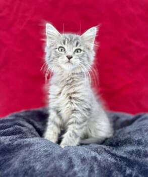 Domestic Long Hair and Domestic Short Hair Cats Available for Adoption - Nicholas | PetCurious