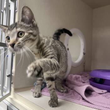 Catscan -  Domestic Short Hair Cat for Adoption in Mentor, Ohio - Catscan | PetCurious