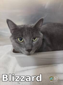 Blizzard -  Domestic Short Hair Cat for Adoption in Rocky Mount, North Carolina - Blizzard | PetCurious