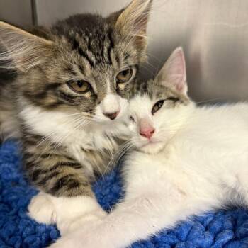 26-230 -  Domestic Long Hair Cat for Adoption in North Branford, Connecticut - 26-230 | PetCurious