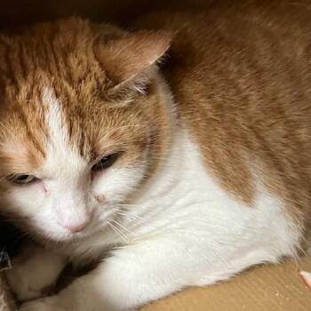 Neptune 2 -  Domestic Short Hair Cat for Adoption in La Grange, Kentucky - Neptune 2 | PetCurious
