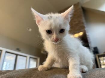 Rescue Domestic Short Hair Cats for Adoption in Chattanooga, Tennessee - Pinky | PetCurious