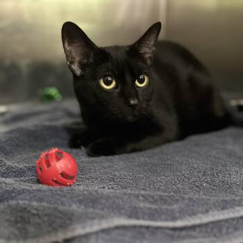 Lara -  Domestic Short Hair Cat for Adoption in Norwalk, Connecticut - Lara | PetCurious