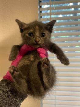 Crumble (pre adopt) -  Domestic Short Hair Cat for Adoption in Fort Worth, Texas - Crumble (pre Adopt) | PetCurious