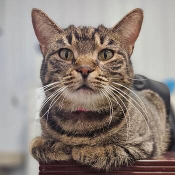 Sophie -  Domestic Short Hair Cat for Adoption in Corydon, Indiana - Sophie | PetCurious