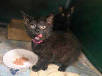 MOLLY MAY -  Domestic Medium Hair Cat for Adoption in Fort Wayne, Indiana - MOLLY MAY | PetCurious