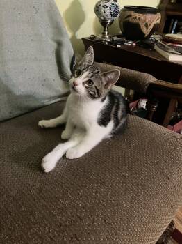 Rescue Domestic Short Hair and Tabby Cats for Adoption - Char | PetCurious