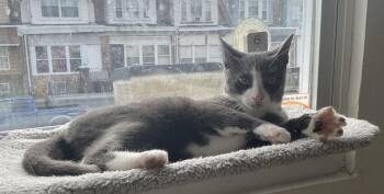 Annie -  Domestic Short Hair Cat for Adoption in Lambertville, New Jersey - Annie | PetCurious