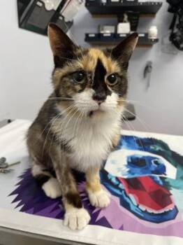 Coral -  Domestic Short Hair Cat for Adoption in Gwinn, Michigan - Coral | PetCurious
