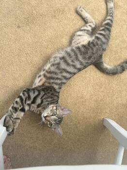 Jet -  Domestic Short Hair Cat for Adoption in St. Petersburg, Florida - Jet | PetCurious