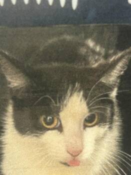 GRACE -  Domestic Short Hair Cat for Adoption in Palmetto, Florida - GRACE | PetCurious