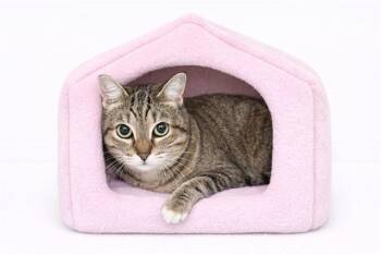 Domestic Short Hair Cats Available for Adoption - GIZMO | PetCurious