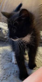 MJ -  Domestic Short Hair Cat for Adoption in Island Lake, Illinois - MJ | PetCurious