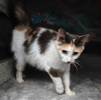 Carmen 3.26.25 -  Domestic Medium Hair Cat for Adoption in Apopka, Florida - Carmen 3.26.25 | PetCurious
