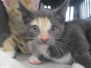 A387830 -  Domestic Short Hair Cat for Adoption in Ocala, Florida - A387830 | PetCurious