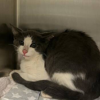 Parsley -  Domestic Short Hair Cat for Adoption in Charlottesville, Virginia - Parsley | PetCurious