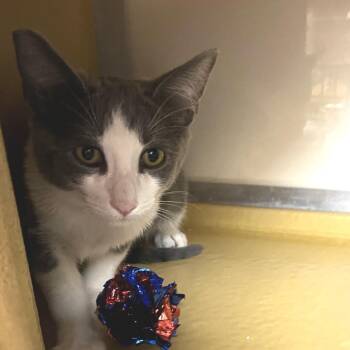 Pepper 54341 -  Domestic Short Hair Cat for Adoption in Las Vegas, Nevada - Pepper 54341 | PetCurious