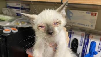 A611040 -  Siamese Cat Available for Adoption in Modesto, California - A611040 | PetCurious