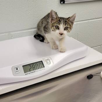 Domestic Short Hair Cats Available for Adoption in Chattanooga, Tennessee - Charles | PetCurious