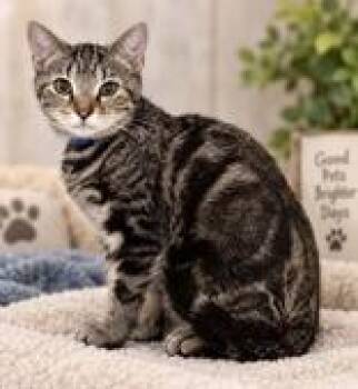 Oren -  Domestic Short Hair Cat for Adoption in Portsmouth, Ohio - Oren | PetCurious