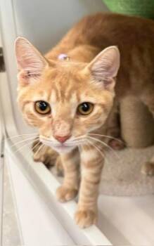 Dewey -  Domestic Short Hair Cat for Adoption in Fort Myers, Florida - Dewey | PetCurious