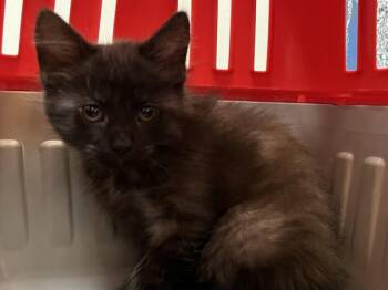 Chignon -  Domestic Short Hair Cat for Adoption in New York, New York - Chignon | PetCurious