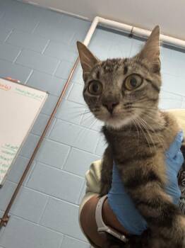 Biscotti -  Domestic Short Hair Cat for Adoption in Evansville, Indiana - Biscotti | PetCurious