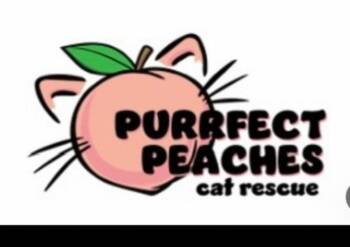 Jay Jay -  Maine Coon and Domestic Long Hair Cat for Adoption in Douglasville, Georgia - Jay Jay | PetCurious
