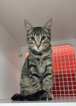 Lizeth -  Tabby Cat for Adoption in Golden Valley, Arizona - Lizeth | PetCurious
