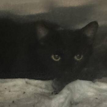 Sundae -  Domestic Short Hair Cat for Adoption in Corbin, Kentucky - Sundae | PetCurious