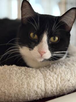 Tuxedo Cats Available for Adoption - Solstice | PetCurious