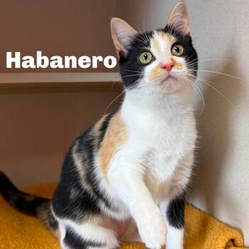 Habanero 260302 -  Domestic Short Hair Cat Available for Adoption in Gladstone, Michigan - Habanero 260302 | PetCurious